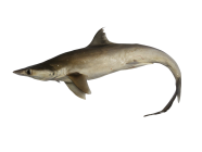 SHARK FISH